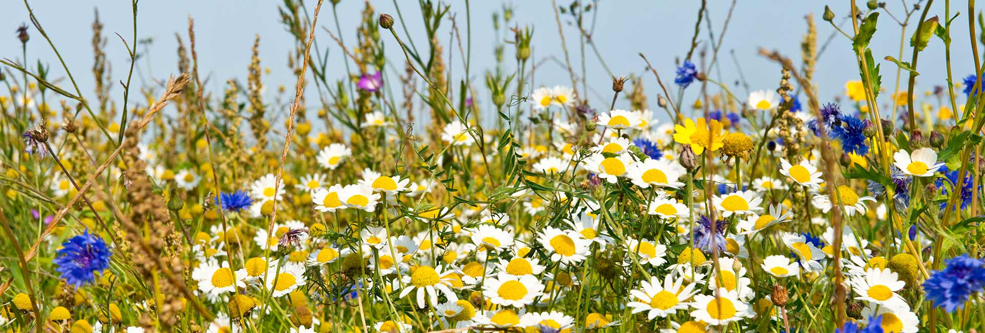 beautiful wildflowers bursting with colours