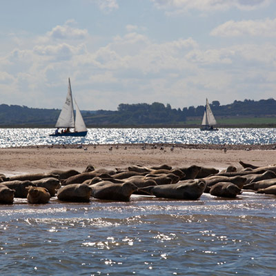 dinghy trails east Blakeney Point