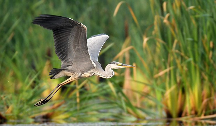 wildlife shot of a heron in flight over water